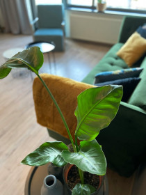 Appartement in Ede
