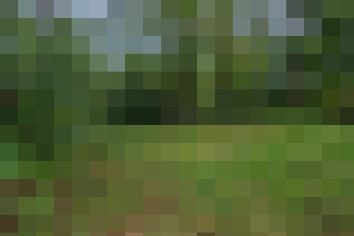  / #15