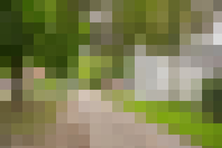  / #11