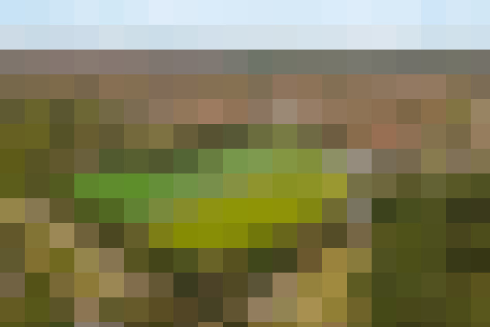  / #66