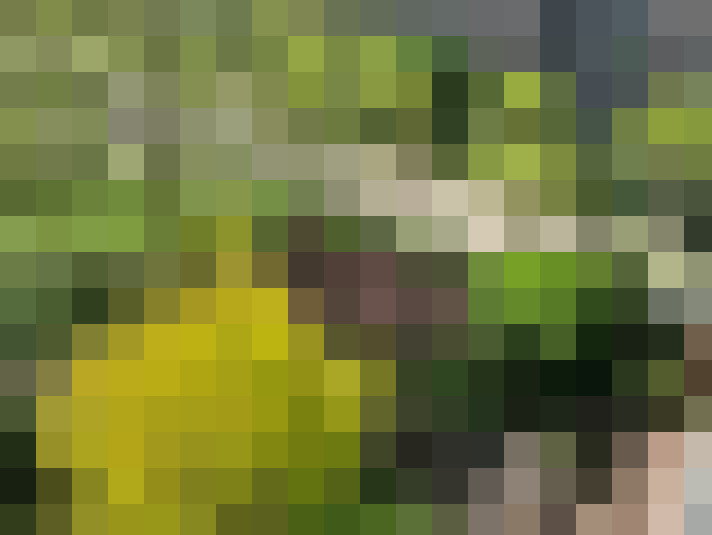 Image 13
