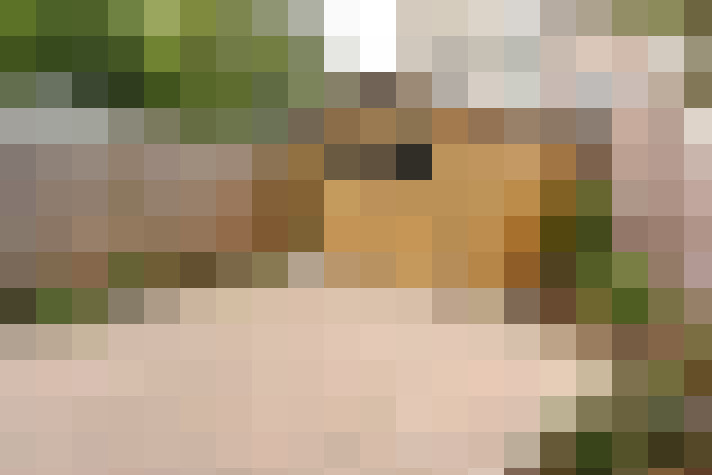 Image 30