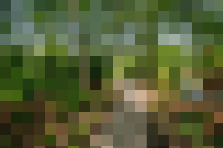 Image 44