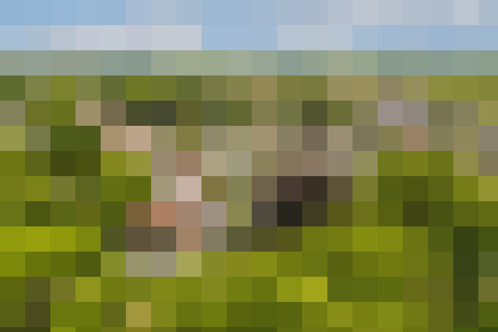 Image 41