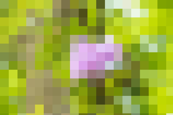 Image 37