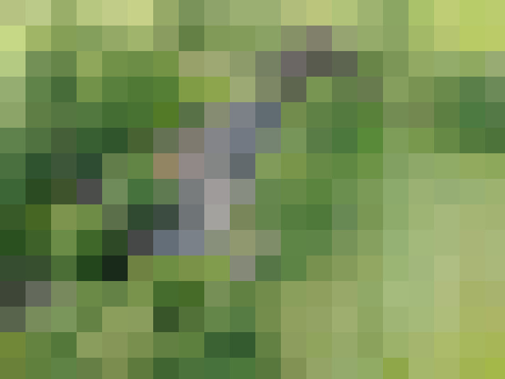 Image 51