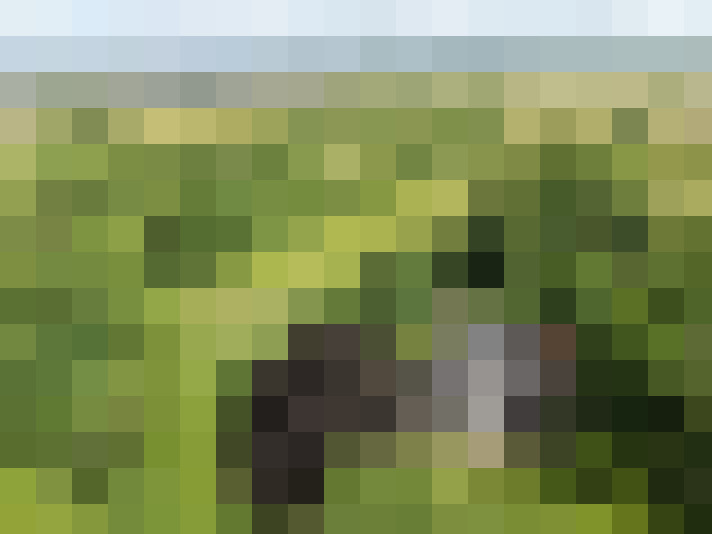 Image 50