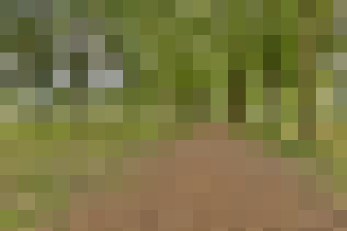 Image 46