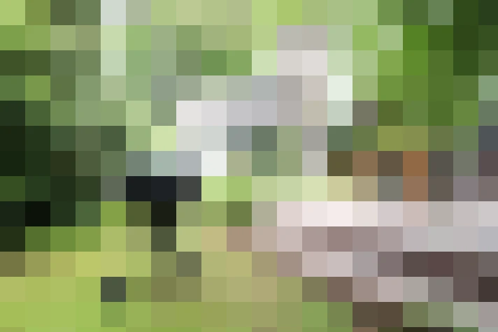 Image 29