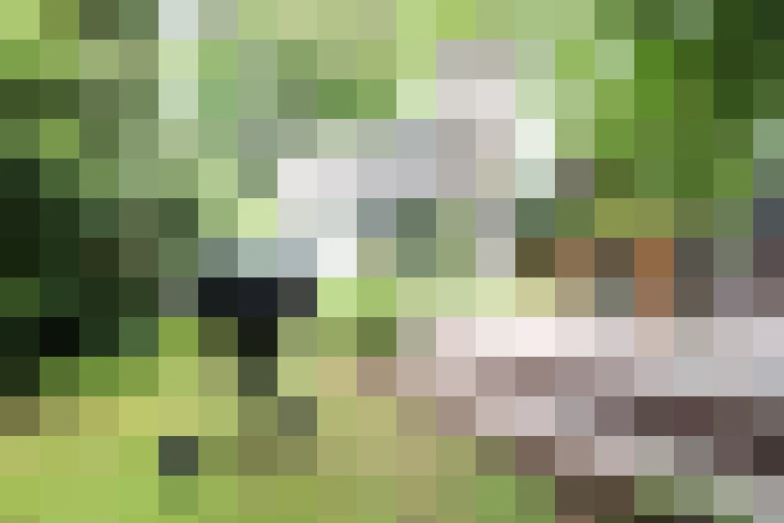 Image 54