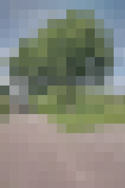 Image 16