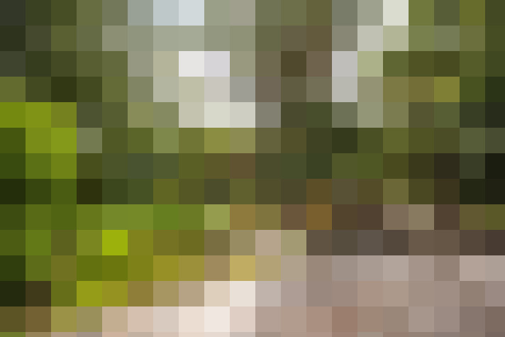 Image 39