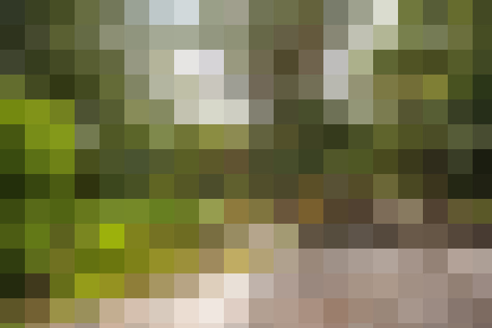 Image 39