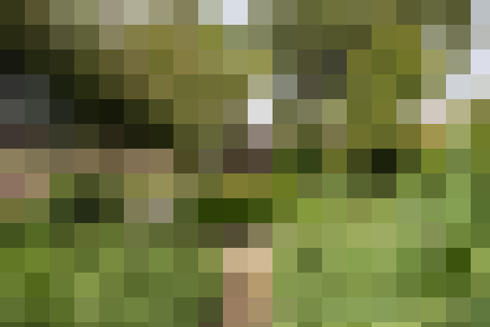 Image 66