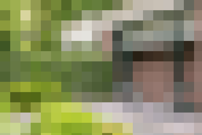 Image 40