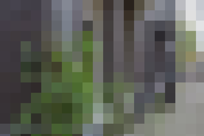 Image 13