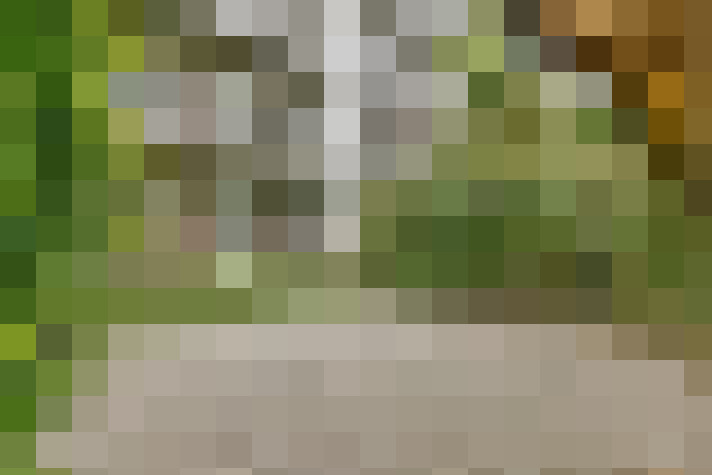 Image 41