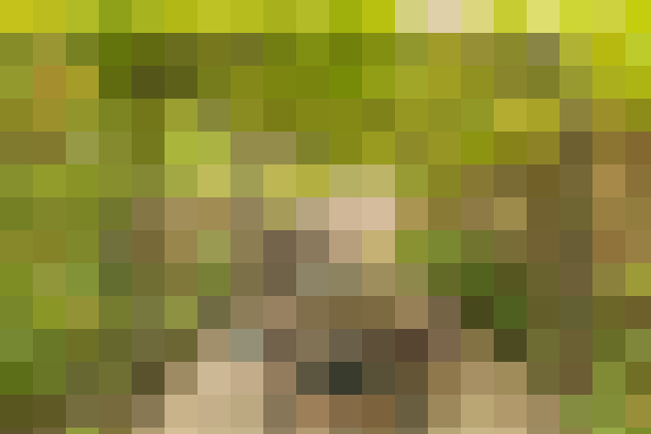 Image 33
