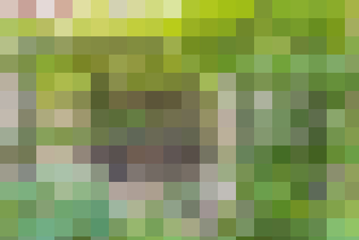 Image 36
