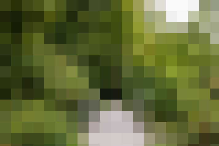 Image 28