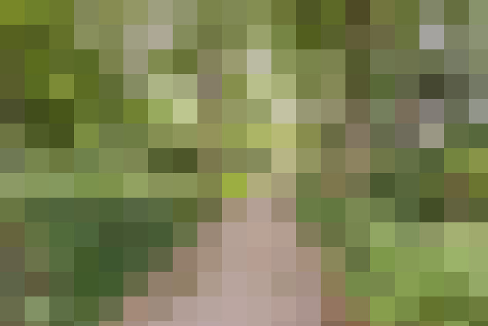 Image 33