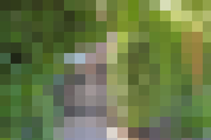 Image 33