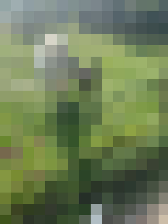Image 36