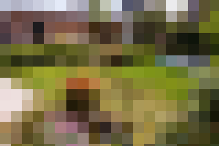 Image 29