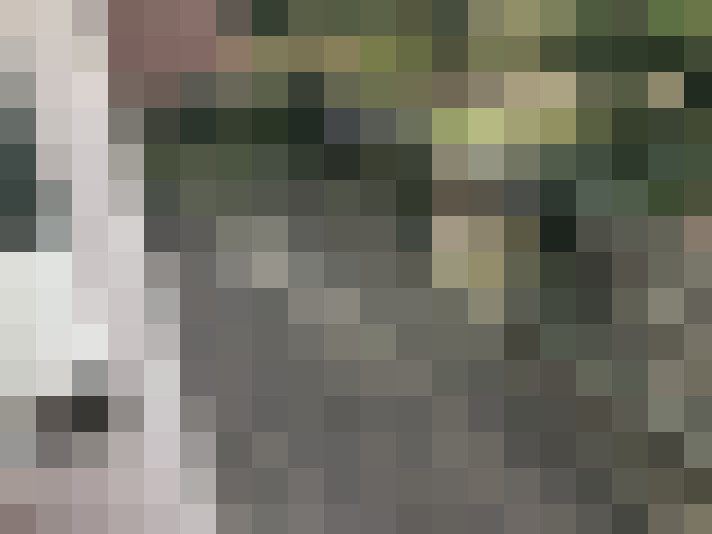 Image 41