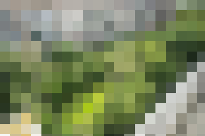 Image 42
