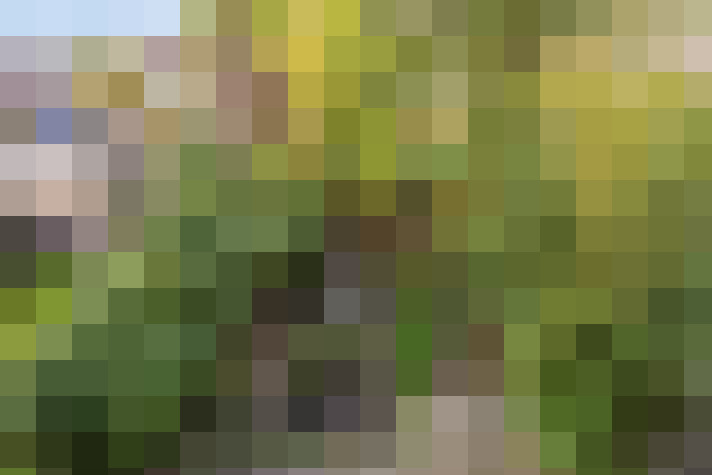 Image 30