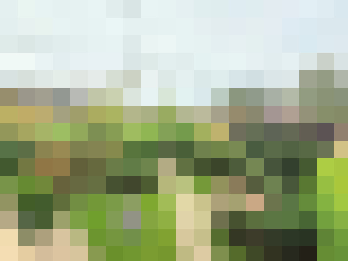 Image 39