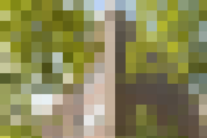 Image 31