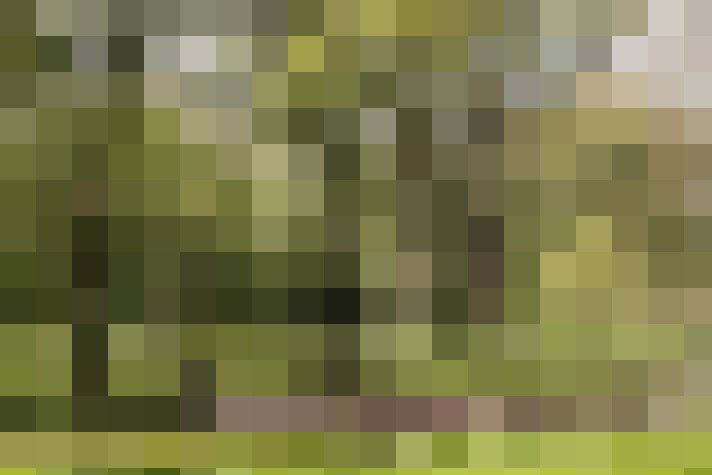 Image 33
