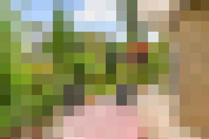Image 41