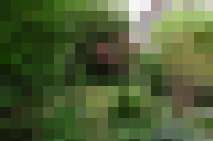 Image 46