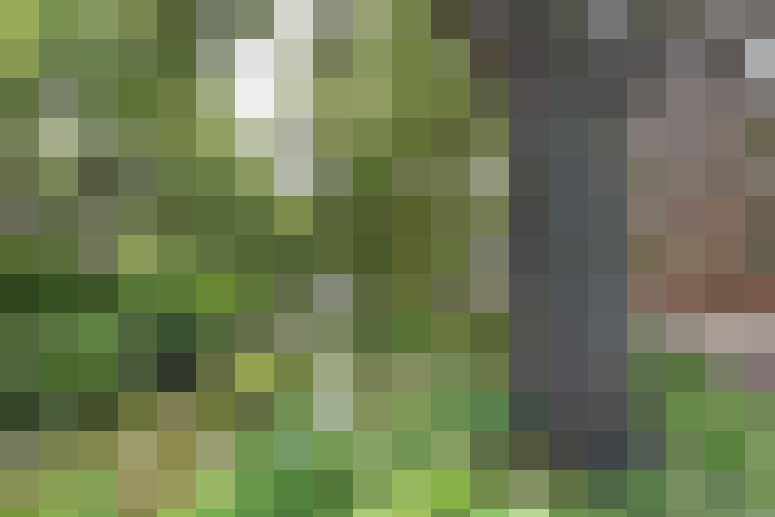 Image 29