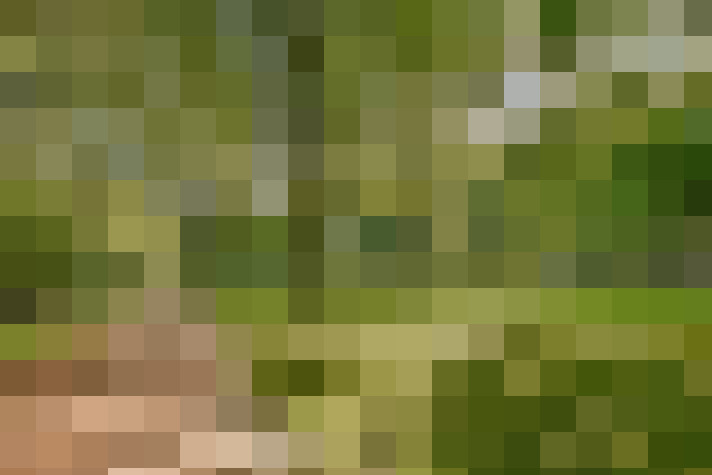 Image 25