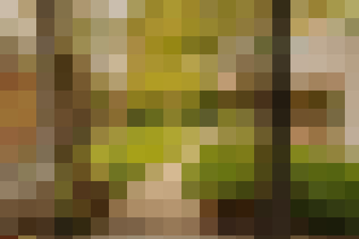 Image 16