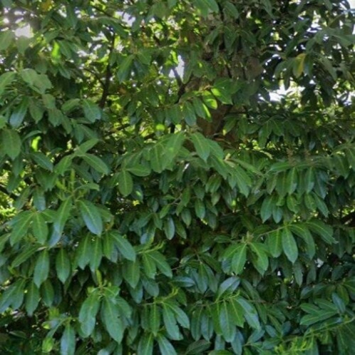 Bekijk foto 1/1 van house in Kampen