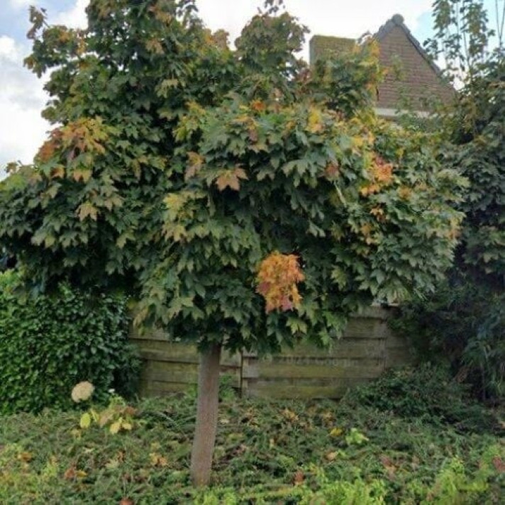 Bekijk foto 1/1 van house in Zaltbommel