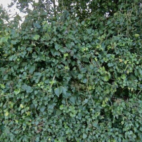 Woonhuis in Land van Cuijk