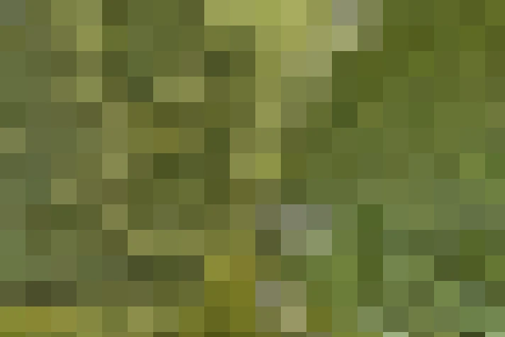  / #15
