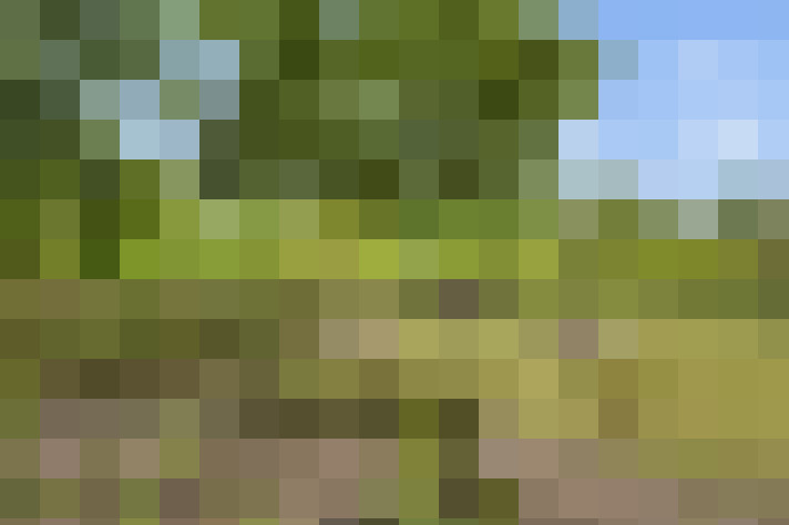  / #65